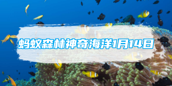 蚂蚁森林神奇海洋1月14日：有一种海螺叫夜光蝶螺猜猜它有什么特点